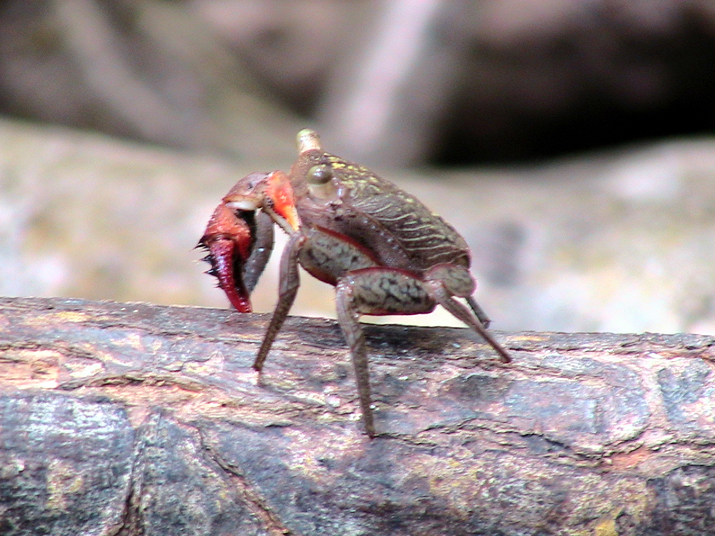 25 - Mangrove 077.jpg